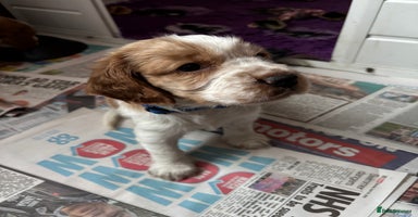 Welsh Springer Spaniel dogs - Advert 14