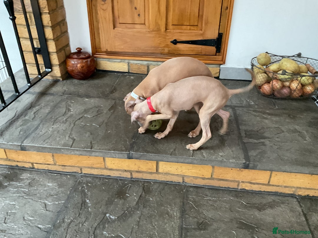 Italian Greyhound dogs for sale:  Beautiful Italian greyhound puppies  - Image 26