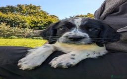 English Springer Spaniel dogs for sale: Speckled boy,playful & kind natured,HEALTH TESTED - Image 1