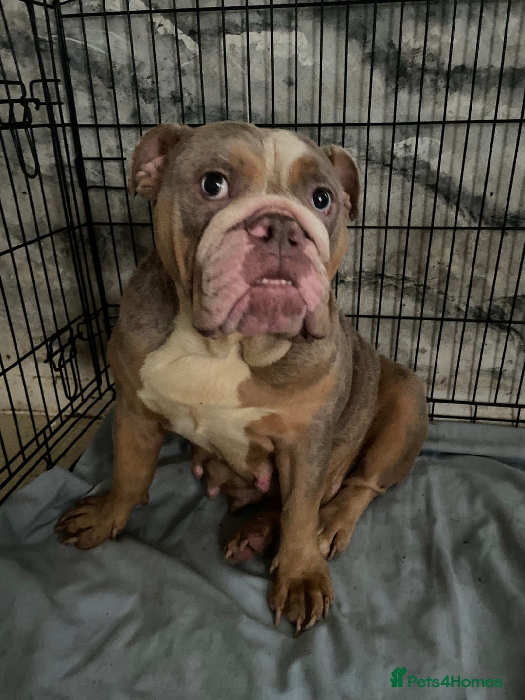 Mixed Breed dogs for sale: Bulldog mix pups - Image 5