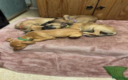 Lurcher dogs for sale: Lurcher Puppies  - Image 7