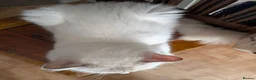 Ragdoll cats for stud: ❤️GCCF Registered❤️Lilac Point ragdoll   - Advert 11