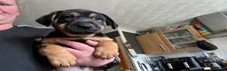 Mixed Breed dogs for sale: 3 Male 2 Female - Advert 2