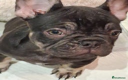 French Bulldog dogs for sale: French bulldogs  - Image 4