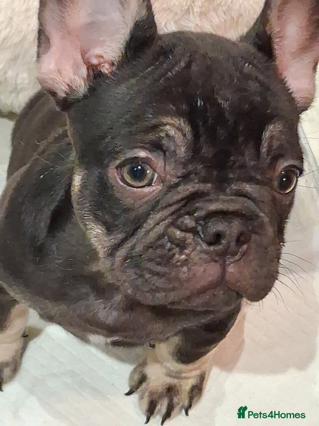 French Bulldog dogs for sale: French bulldogs  - Image 4