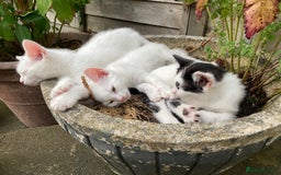 Turkish Van cats for sale: Gorgeous & Loving Turkish Van Kittens - Image 30
