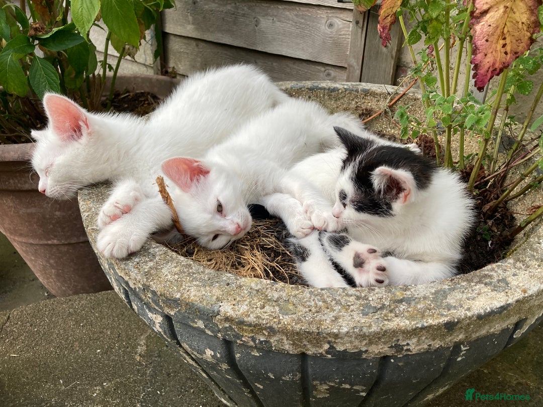 Turkish Van cats for sale: Gorgeous & Loving Turkish Van Kittens - Image 30