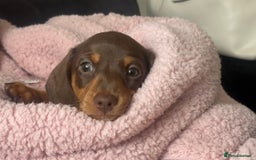 Miniature Dachshund dogs for sale: Miniature daschunds  READY TO LEAVE 29th SEPT - Image 22