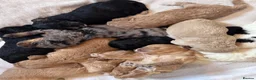 Cockapoo dogs for sale: Superb F1 Cockapoos in Aberdeen - Advert 31