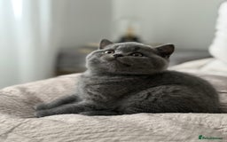 British Shorthair cats for sale: British shorthair-TICA pedigree,champion bloodline - Image 6