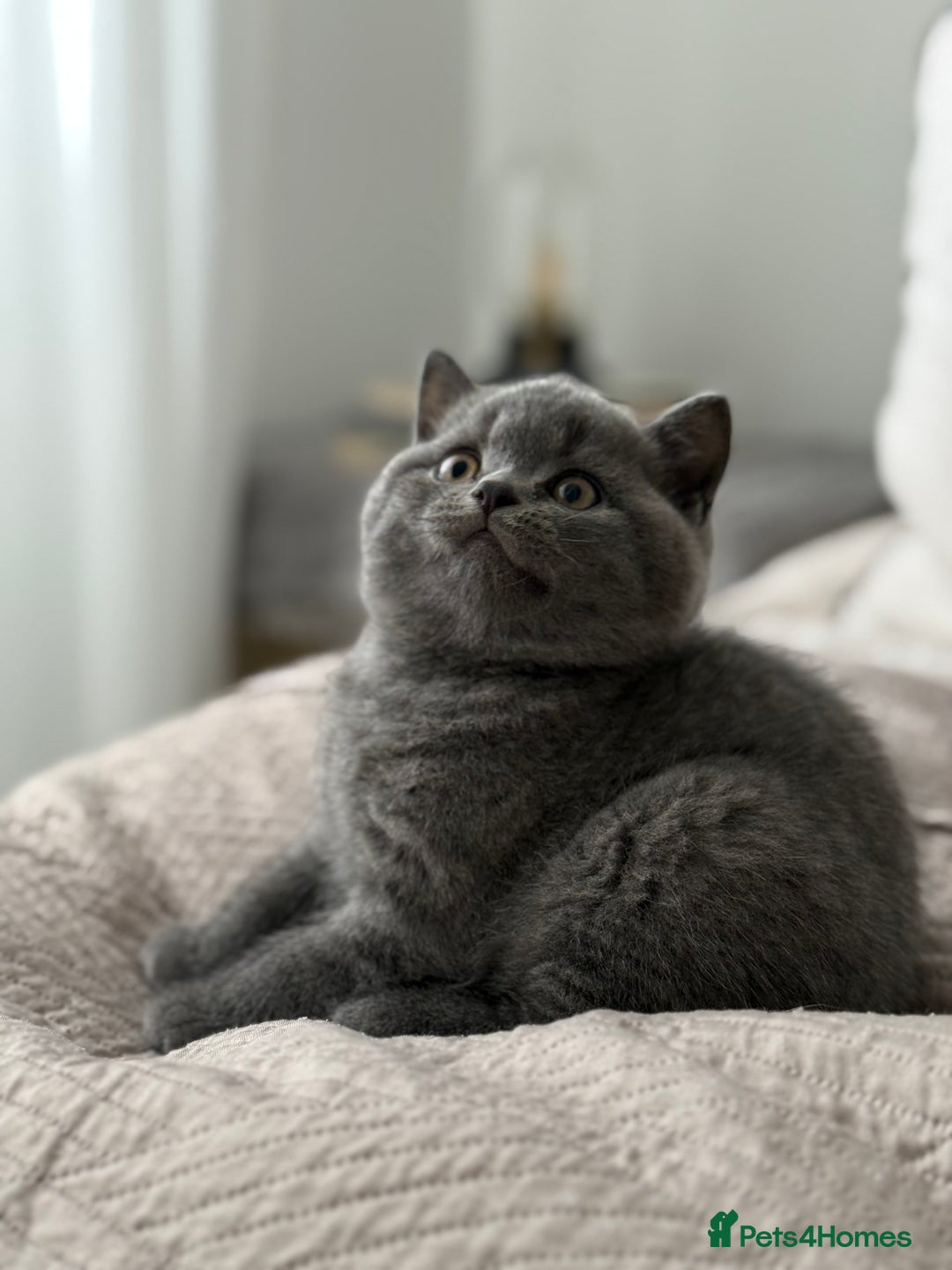 British Shorthair cats for sale: British shorthair-TICA pedigree,champion bloodline - Image 6