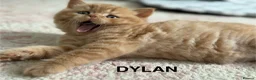 British Shorthair cats for sale: Adorable GCCF registered British Shorthair  in Stafford - Advert 4