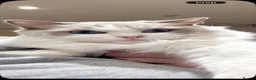 Ragdoll cats for sale: Stunning ragdoll kittens ready to go home now  - Advert 17