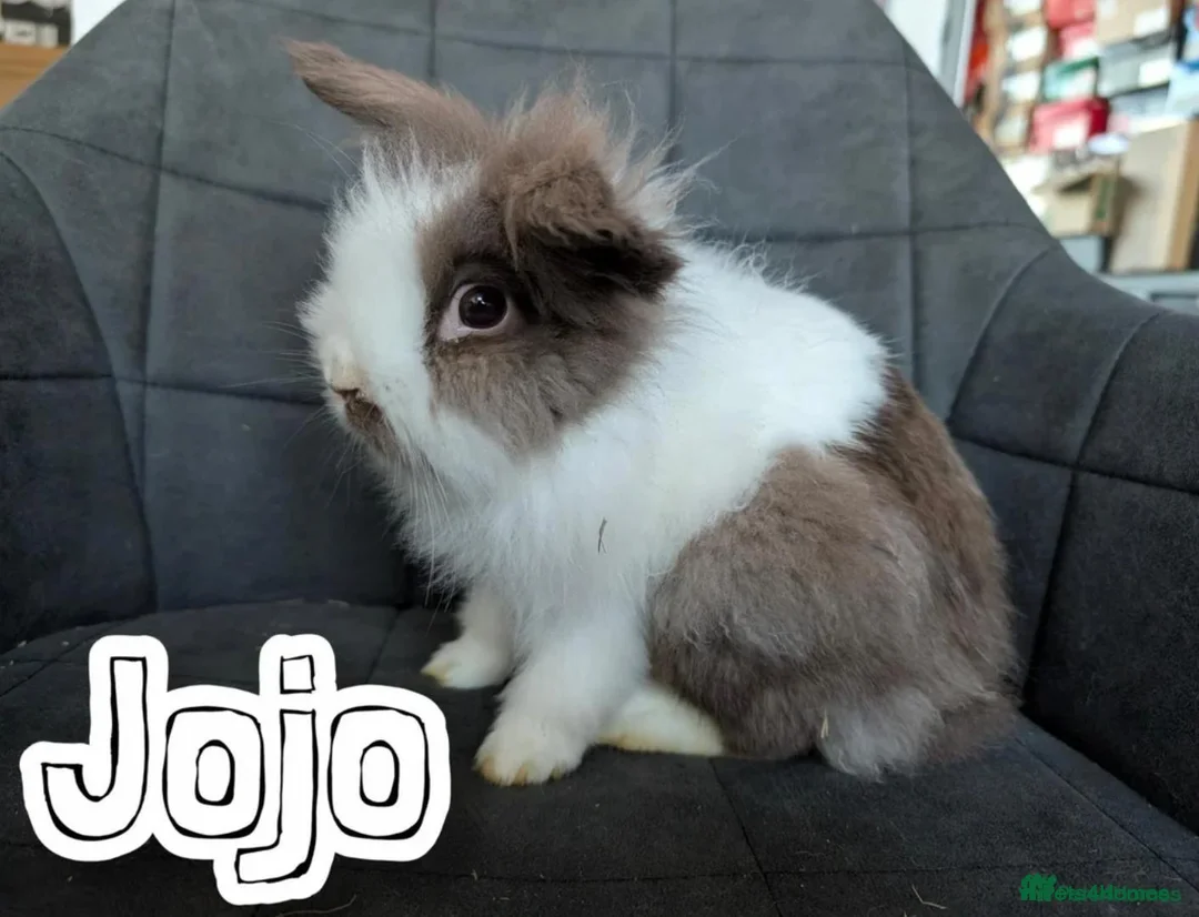 Lionhead rabbits for sale: Double-maned Lionhead Buck for Sale - Advert 2