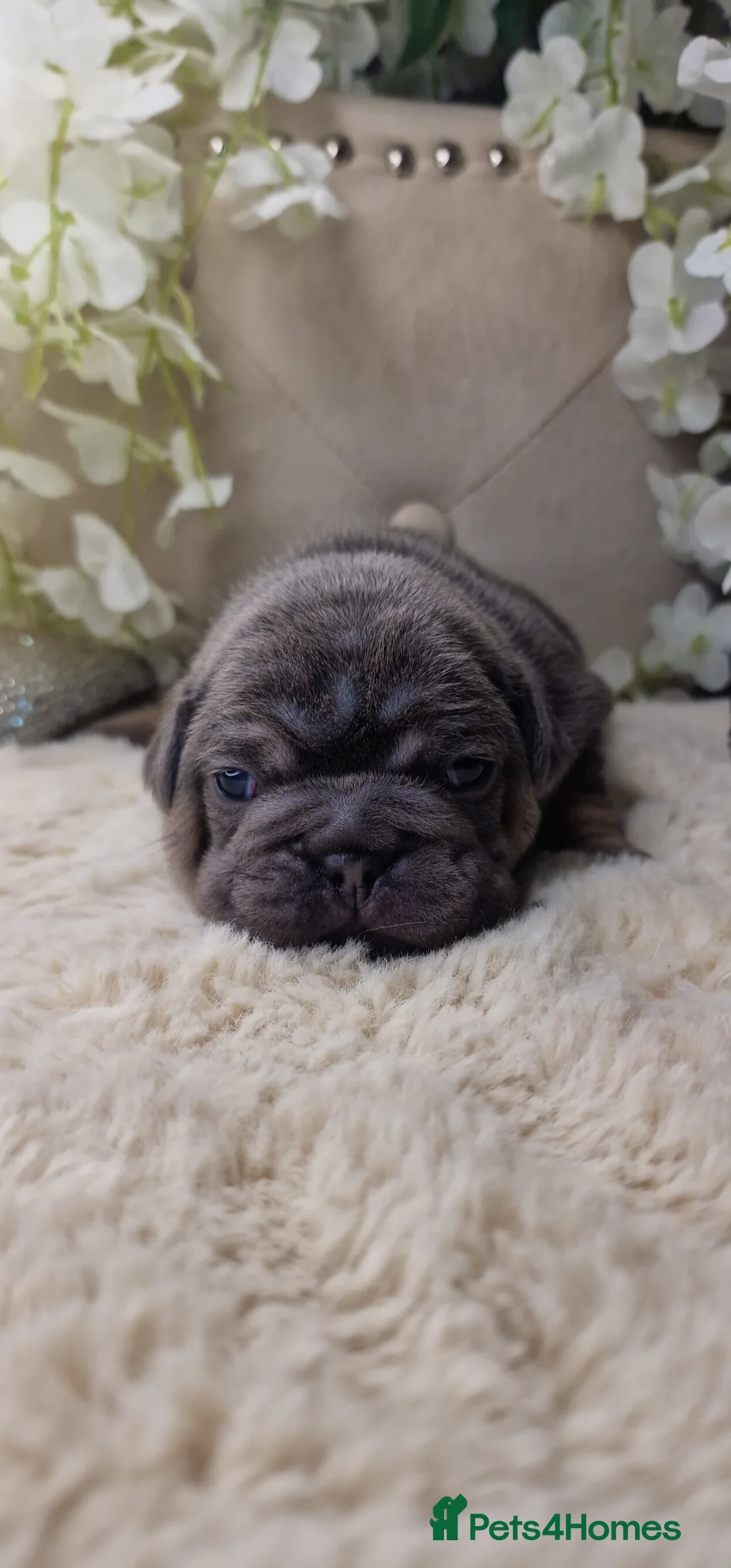 French Bulldog dogs for sale: 💥👀 NEW SHADE ISABELLA, MERLE TRI LILAC   - Advert 5