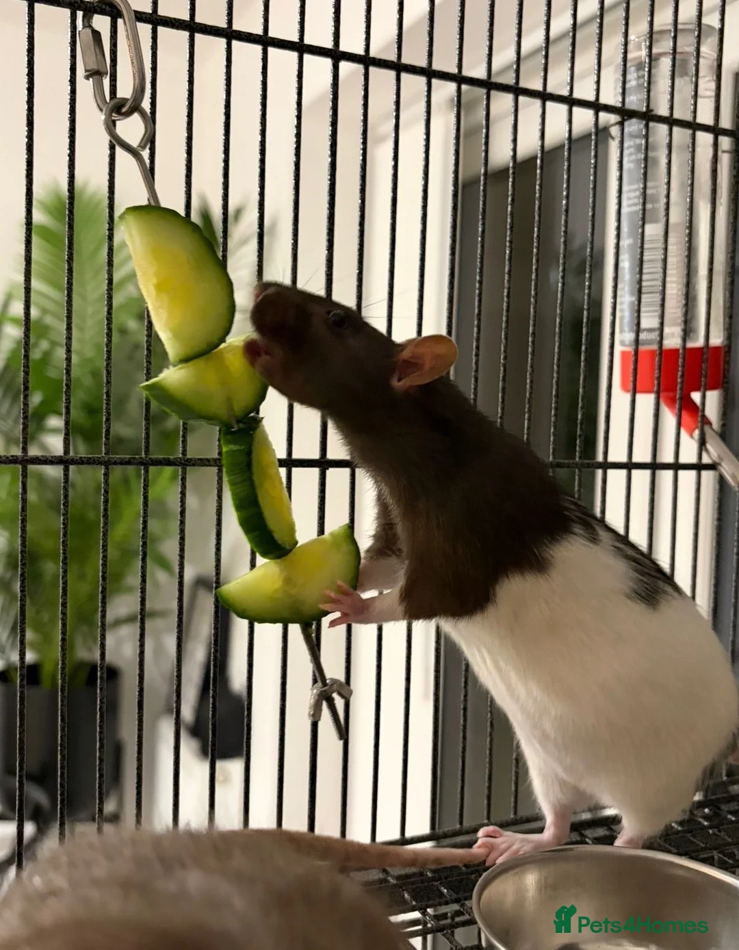 Rat rodents for sale: 2 lovely female rats with full setup in Nottingham - Advert 1