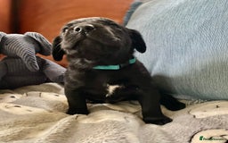 Springador dogs for sale: STUNNING SPRINGADOR PUPPIES  - Image 5