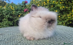 Angora rabbits for sale: ♥️READY NOW🧡Teddydwerg babies- Imported parents🧡 - Image 10