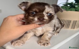 Chihuahua dogs for sale: Last Boy- Chihuahua Longhair Blue Eye Merle Boy - Image 5