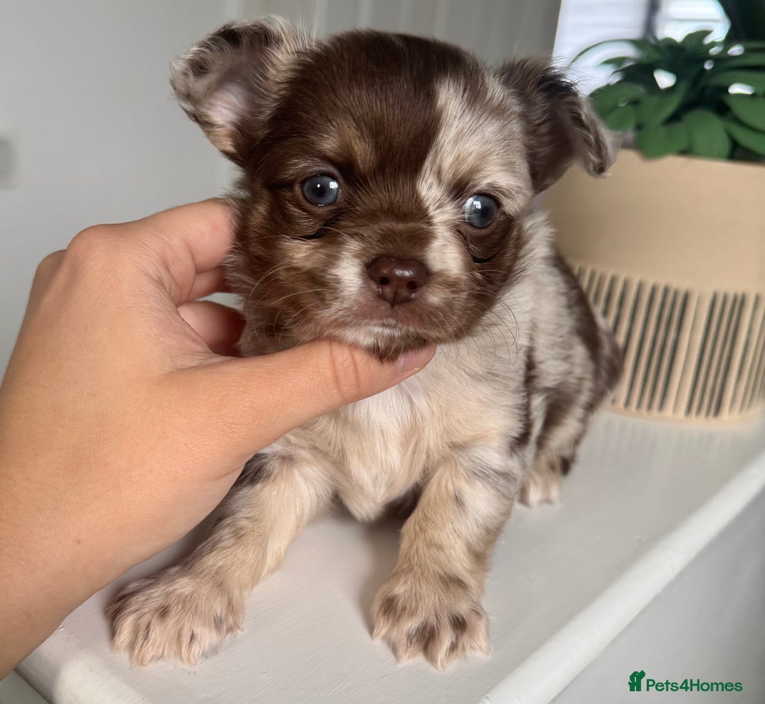 Chihuahua dogs for sale: Last Boy- Chihuahua Longhair Blue Eye Merle Boy - Image 5