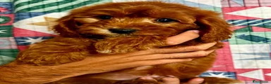 Cavapoo 1
