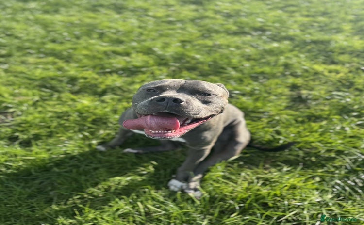 American Bulldog dogs American Bulldog needing a new home - Advert 2