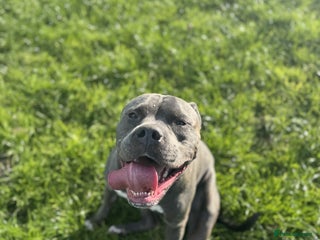 American Bulldog dogs American Bulldog needing a new home - Advert 3