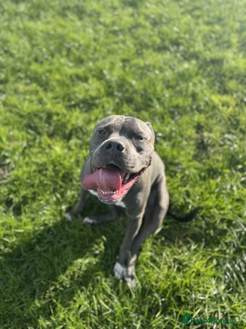 American Bulldog dogs American Bulldog needing a new home - Advert 1