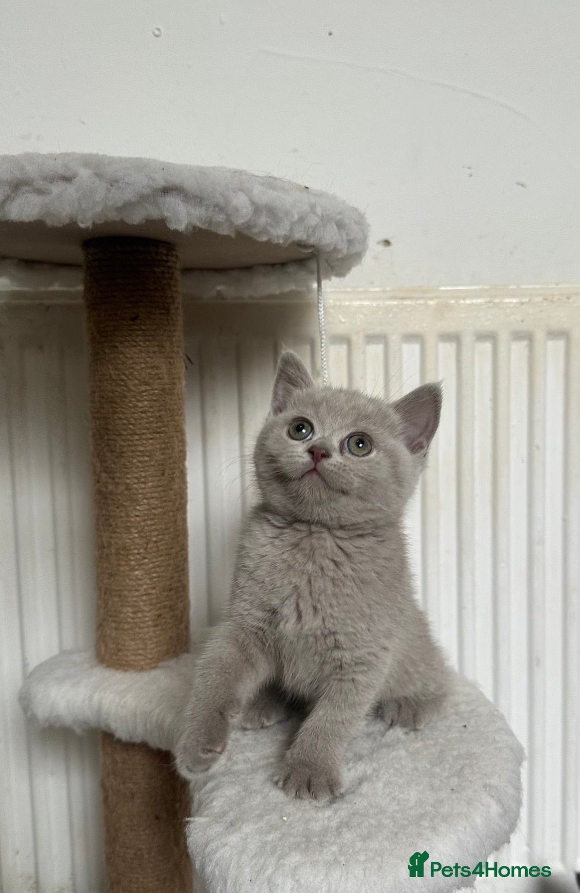 British Shorthair cats 💜Last Lilac Girl! TICA Registered British Short. - Advert 2