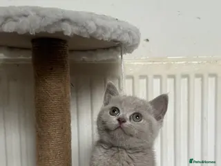 British Shorthair cats 💜Last Lilac Girl! TICA Registered British Short. - Advert 2