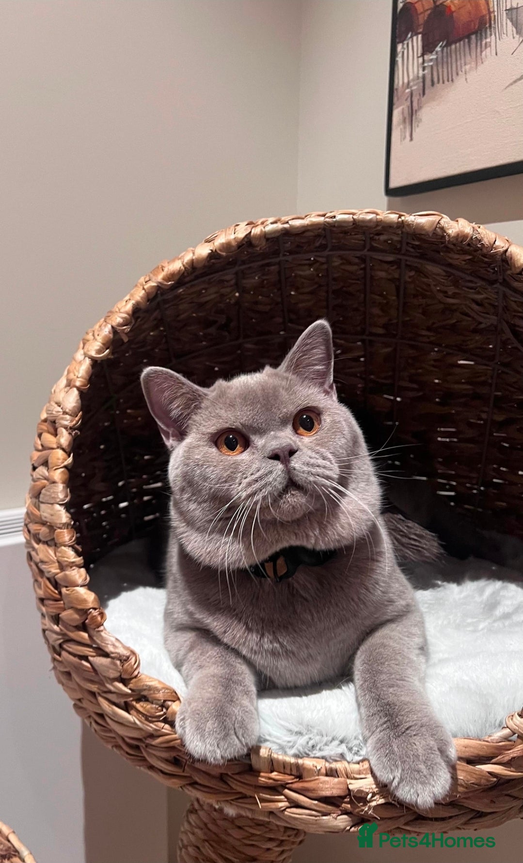 British Shorthair cats GCCF Lilac Male Pure-bred British Short Hair - Advert 1