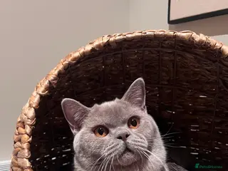 British Shorthair cats GCCF Lilac Male Pure-bred British Short Hair - Advert 2