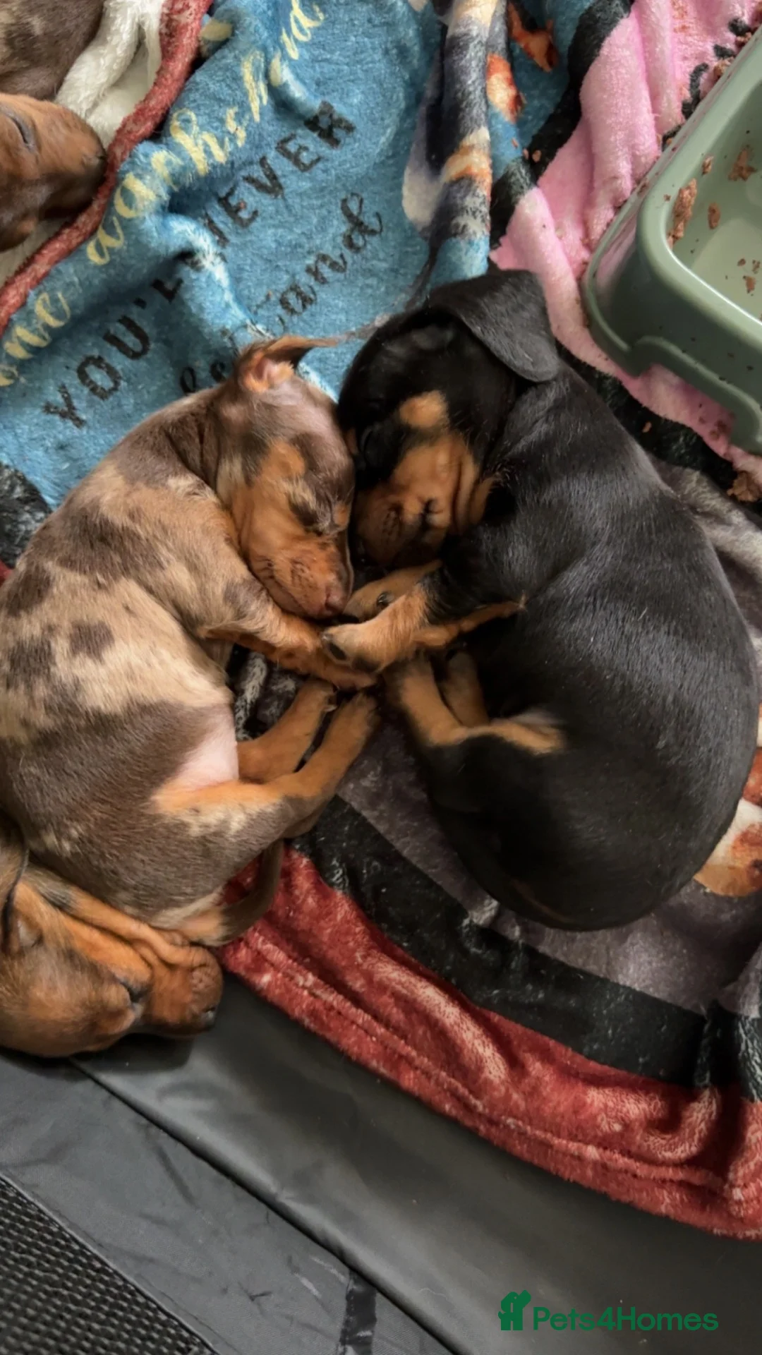 Miniature Dachshund dogs for sale: Miniature dachshunds.  in Clitheroe - Advert 2