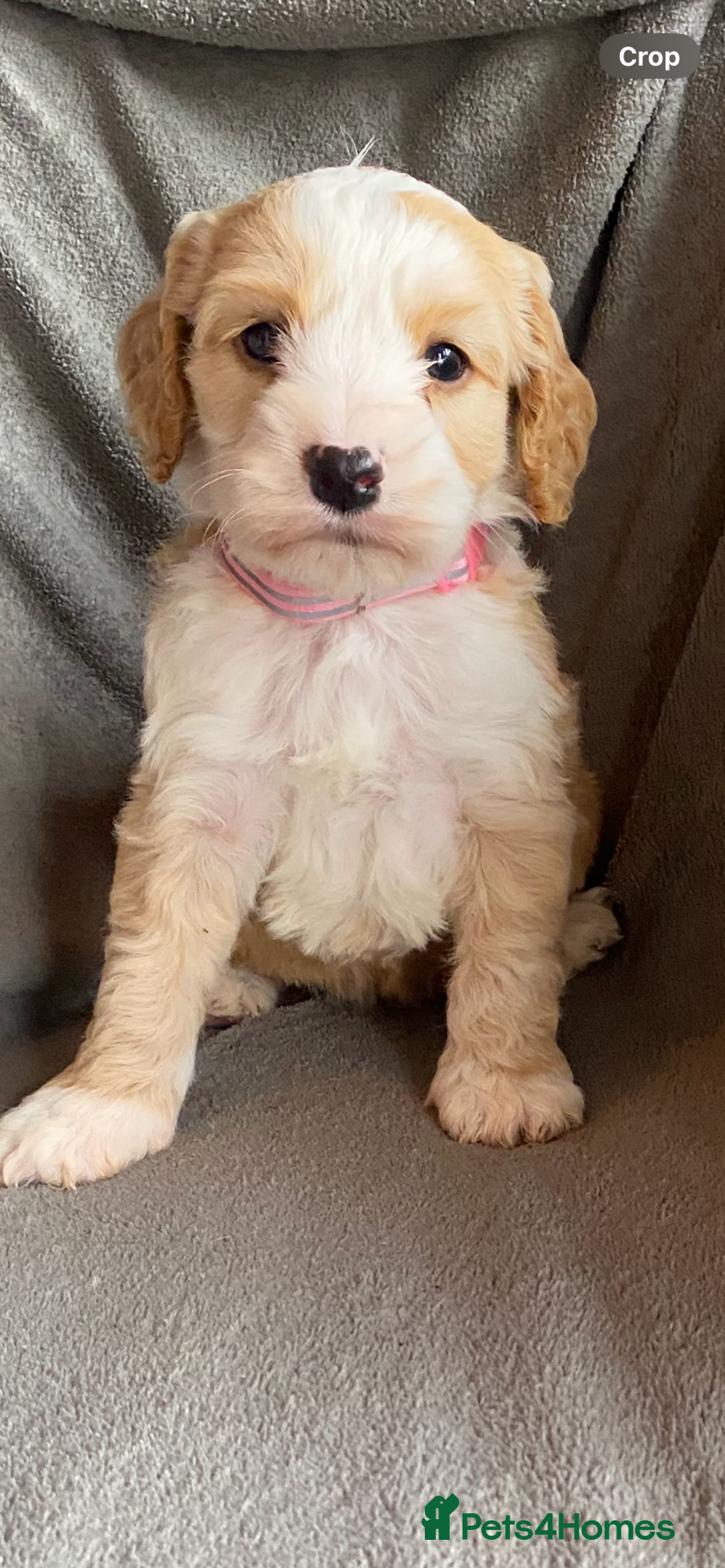 Cockapoo dogs for sale: Cockapoo puppies - Advert 5