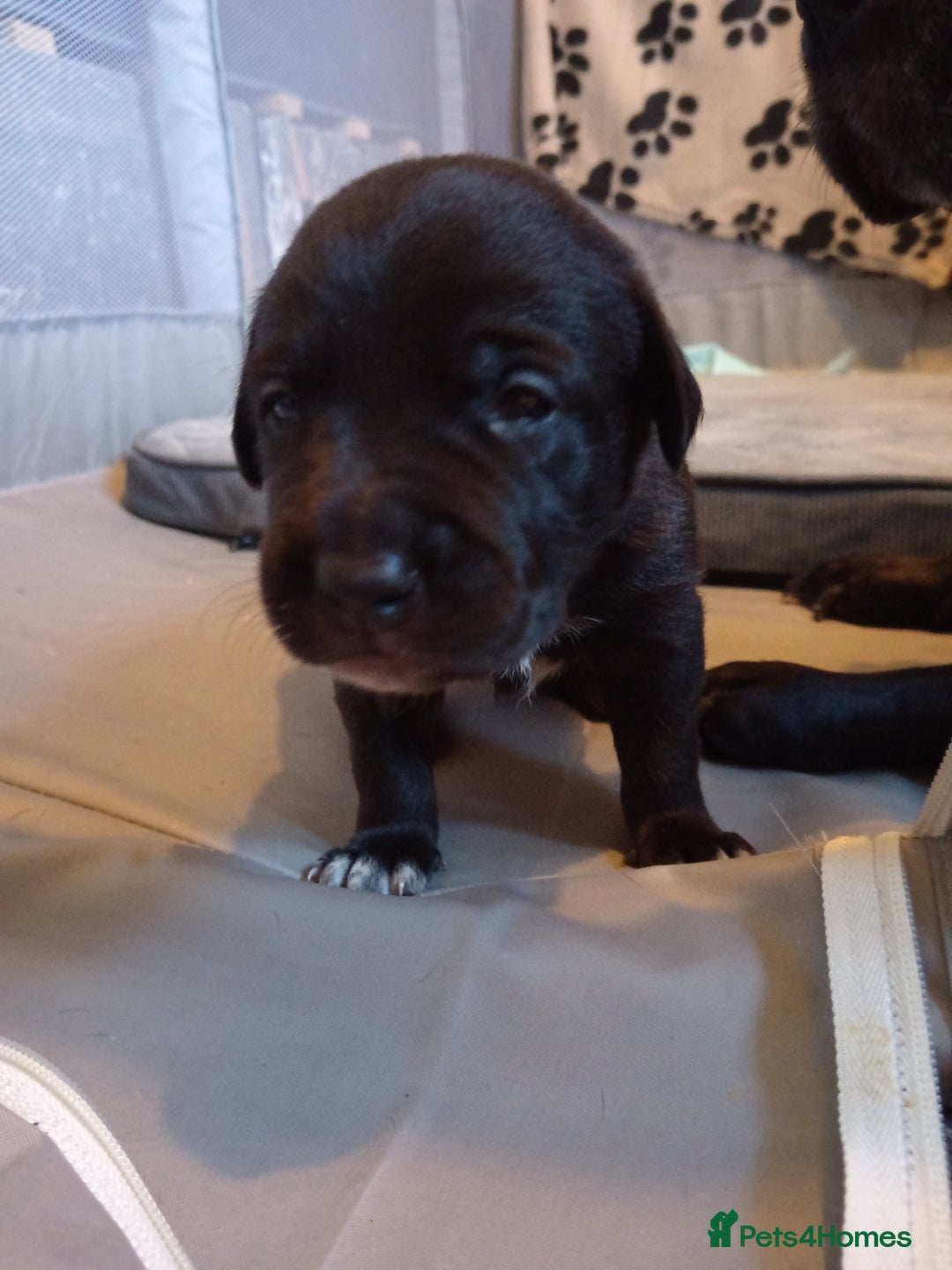Mixed Breed dogs for sale: Staffy x border collie for sale  - Advert 7