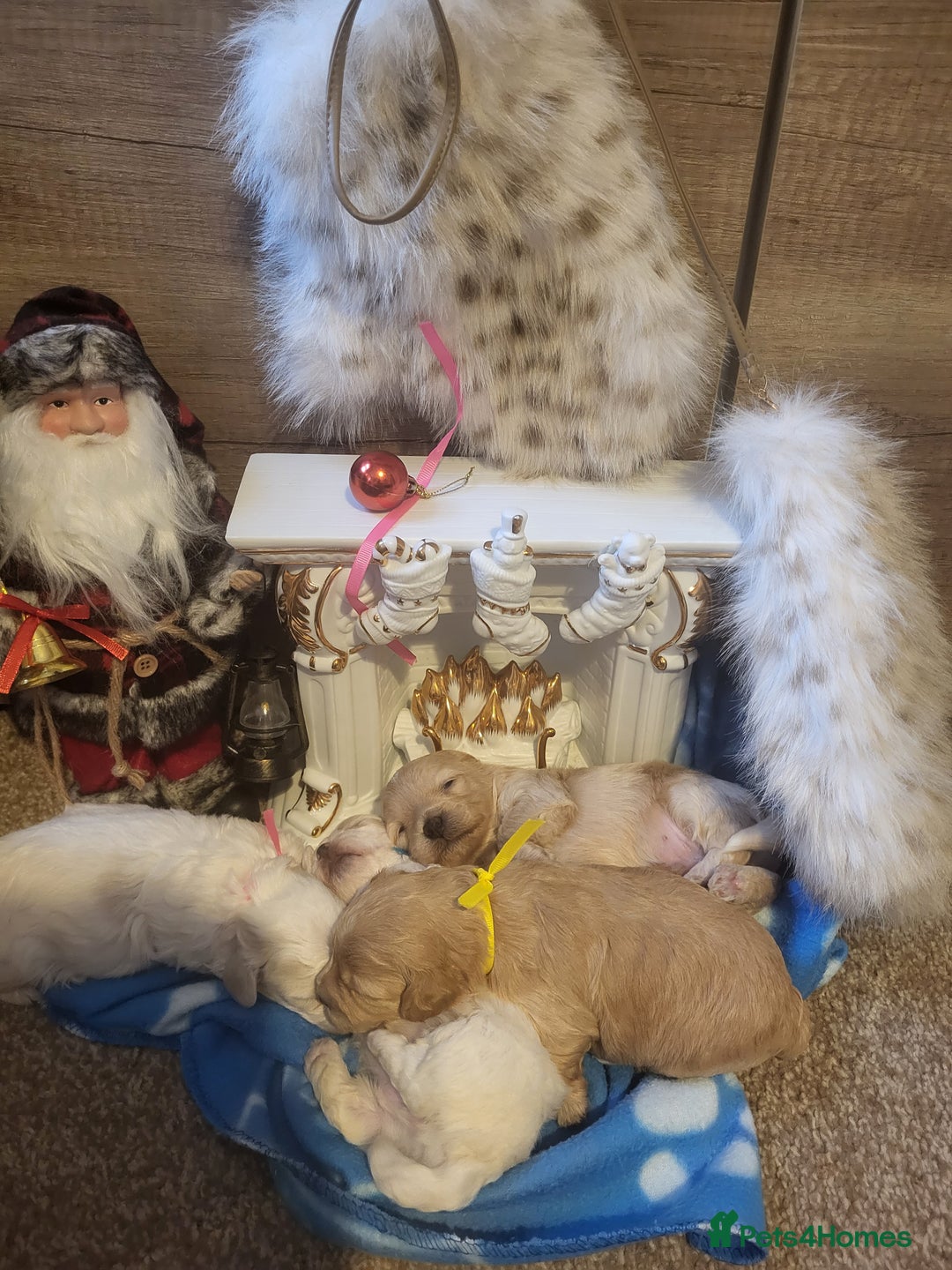 Maltipoo dogs for sale: Toy maltipoo puppies  - Advert 2