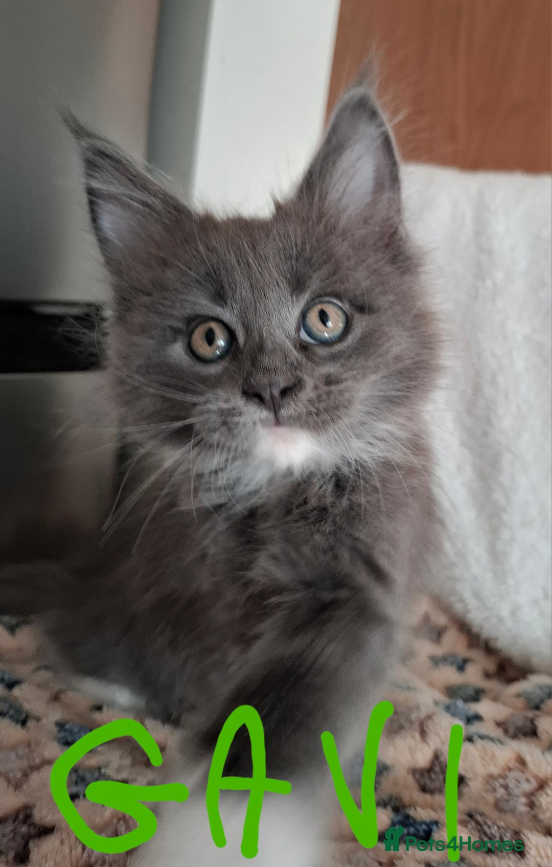 Maine Coon cats for sale: Gorgeous Maine Coon Kittens-Champion Bloodlines - Image 17
