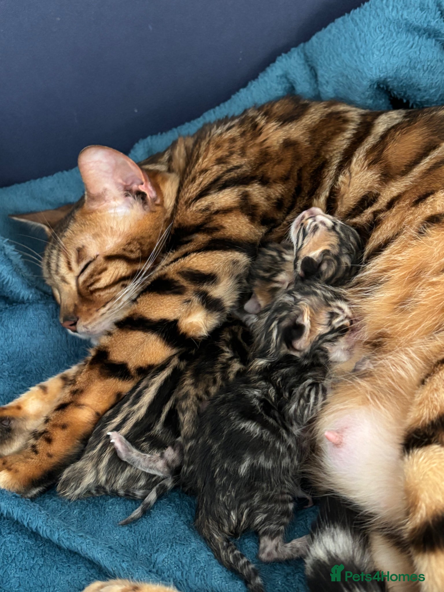 Bengal cats Adorable TICA registered Bengal Kittens - Advert 2