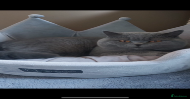 British Shorthair cats - Advert 3
