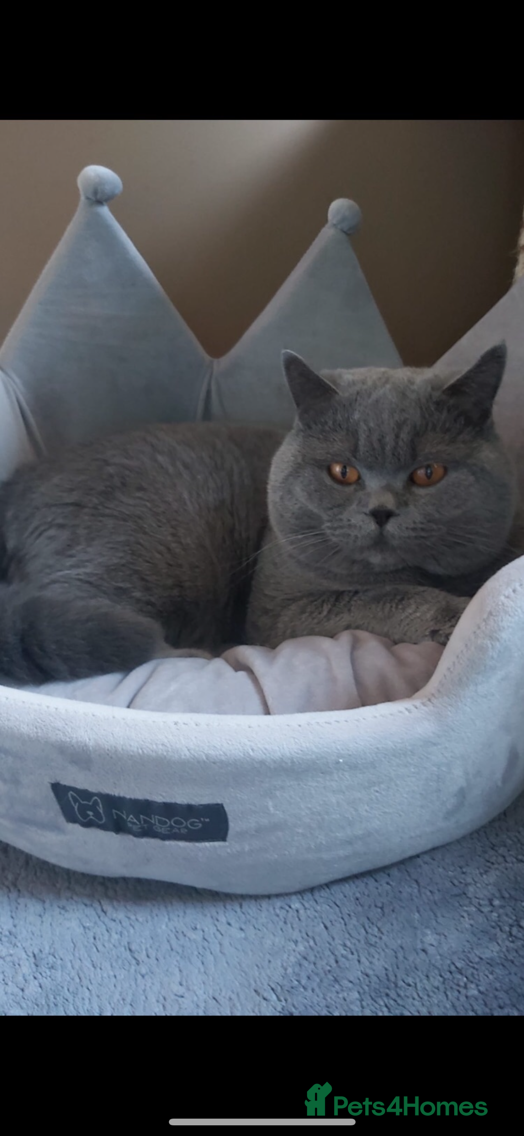 British Shorthair cats for sale: BEAUTIFUL BRITISH SHORTHAIR BOY AND GIRL  - Image 3