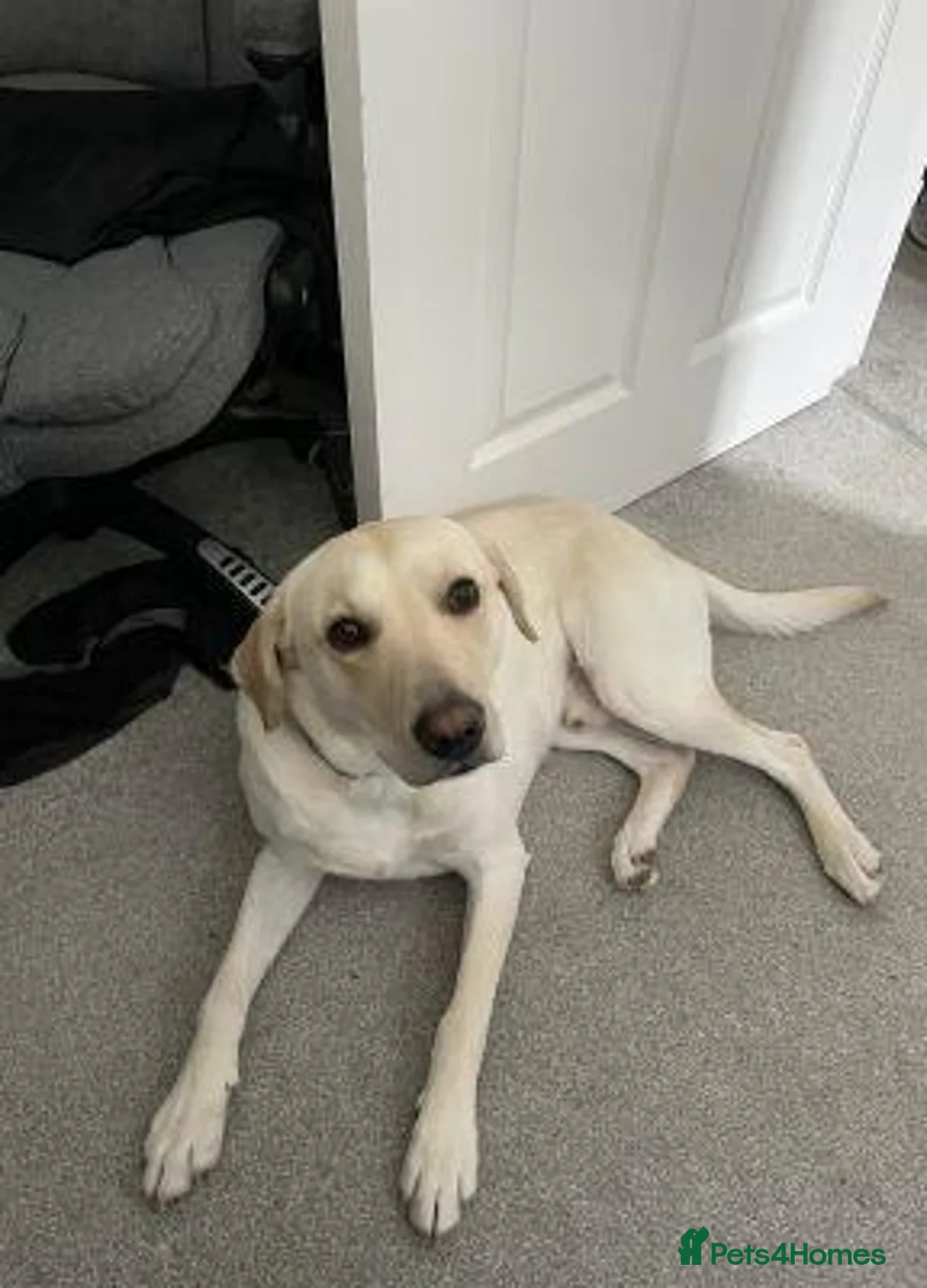 Labrador Retriever dogs for sale: Urgent need of new home in Edinburgh - Advert 5