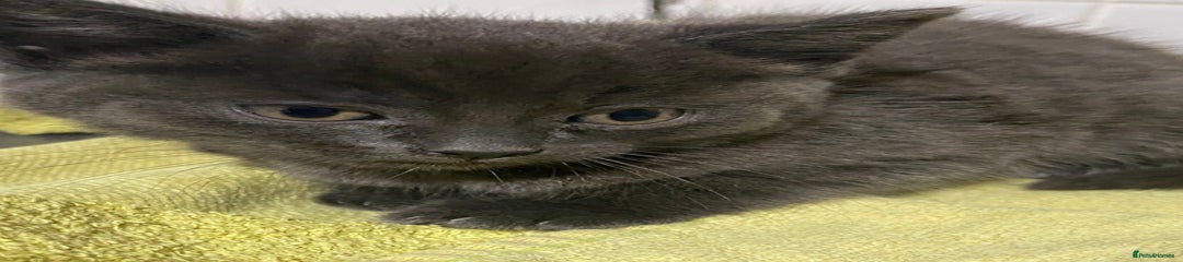 British Shorthair Kitten 3