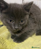 British Shorthair cats 3 beautiful kittens - Advert 3