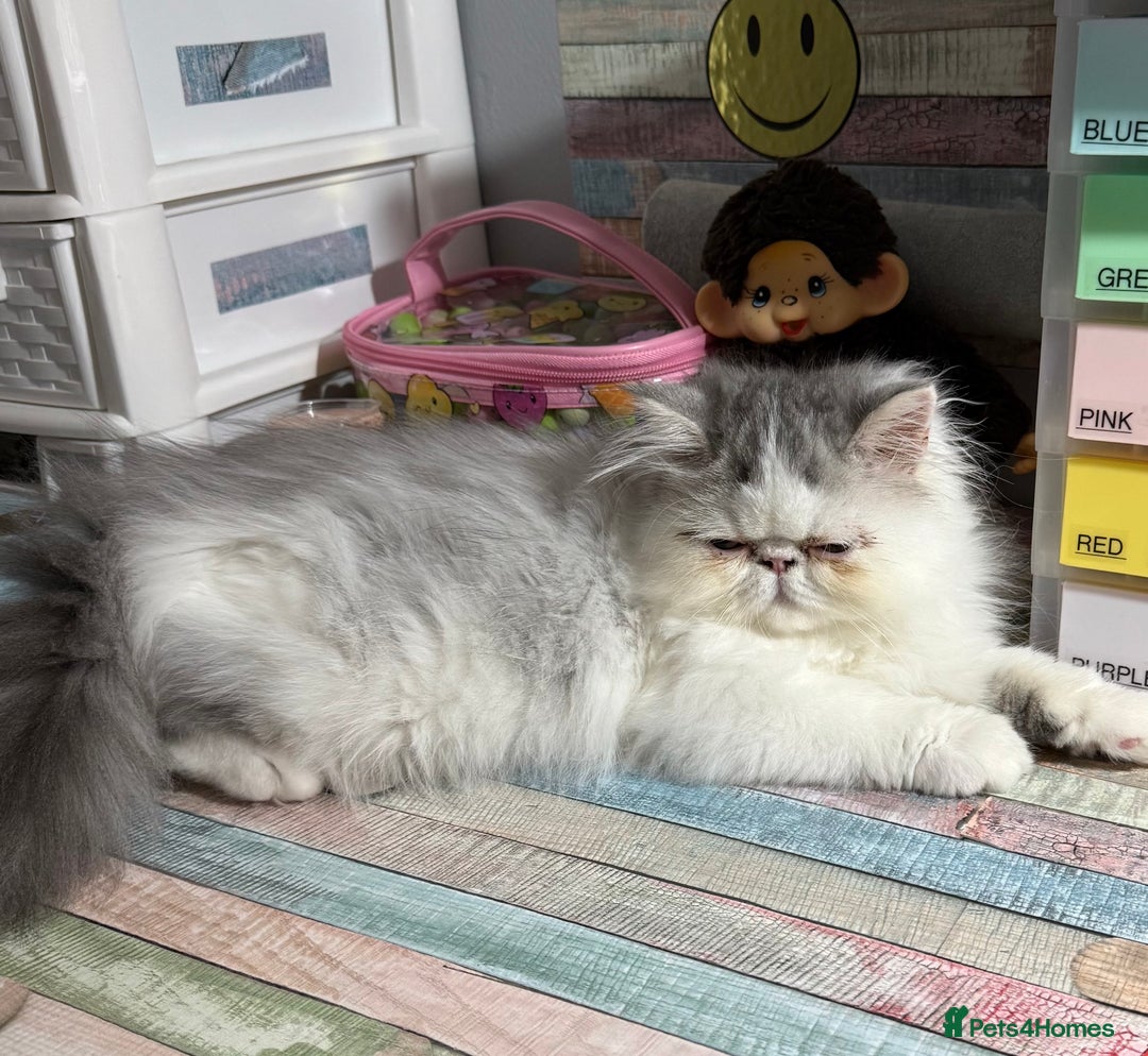Persian cats for sale: Cuddly and friendly Persian boy kitten  - Advert 13