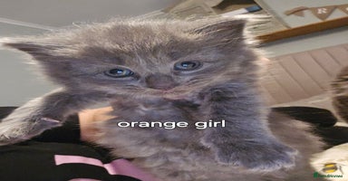 Ragdoll cats - Advert 9