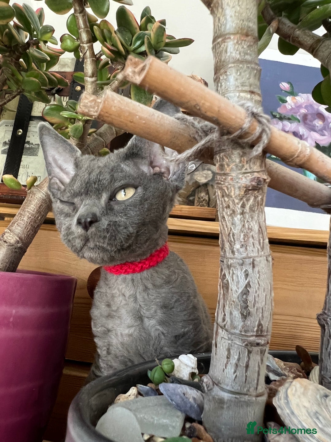 Devon Rex cats for sale: Devon Rex kittens  - Advert 4