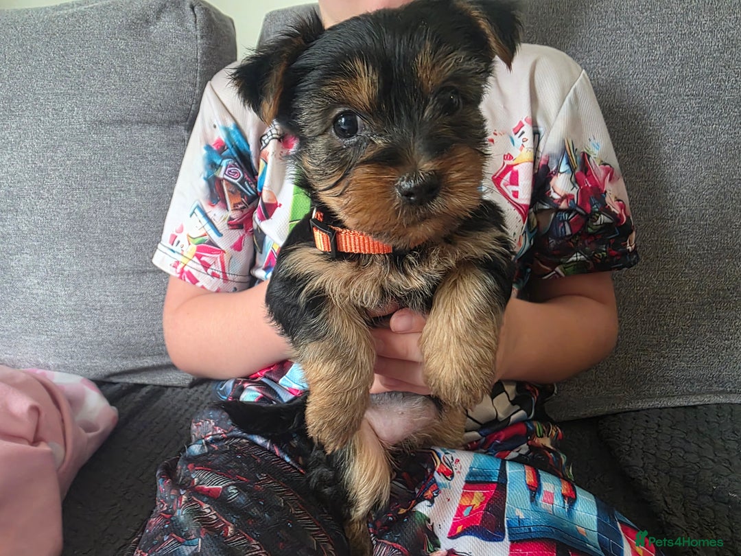 Yorkshire Terrier dogs for sale: Beautiful Yorkshire Terrier Puppies Ready Soon - Image 4