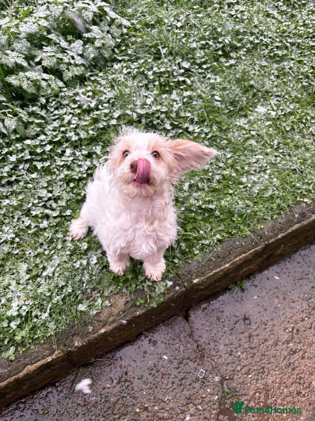 Mixed Breed dogs for sale: Springerpoo puppy  - Advert 4