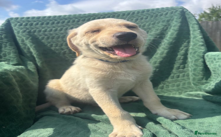 Mixed Breed dogs - Advert 2