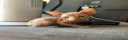 Sphynx cats for sale: 5 Canadian Sphynx kittens for sale - Advert 15